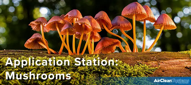 Application Station: Mushrooms