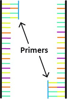 Annealing of Primers