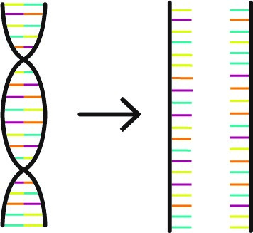 Denaturation of DNA